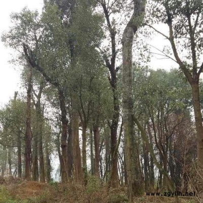 各种绿化苗木种植 详细价格面议