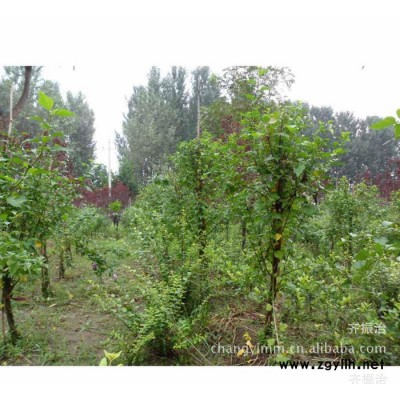 ** 绿化苗木 法桐 各式造型法桐 大量