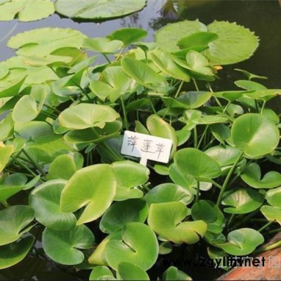 水生植物-萍逢草，别名黄金莲 萍逢莲，苗圃种植基地现货出售，品种优价格低成活率高，沭阳富春园林绿化苗木供应商欢迎采购批发