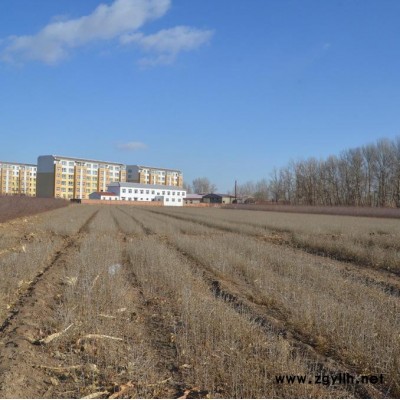 出售绿化苗木  一、二年生沙棘苗 沙棘苗 沙棘树 小果沙棘  大果沙棘