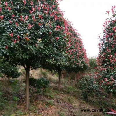 行道绿化苗木红叶石楠树 湖南基地直供 高杆红叶石楠树 规格齐全