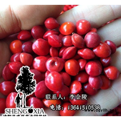 当年新采出苗率高 海红豆孔雀豆种子别称台湾相思豆 绿化苗木种子