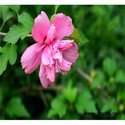 惠康苗木 木槿苗  供应**木槿苗  木槿苗价格 绿化苗木  专业育苗  成活率高 欢迎选购