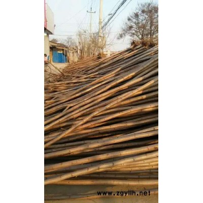 苗木基地供应批发 火炬树苗 绿化苗木 火炬 成活率高