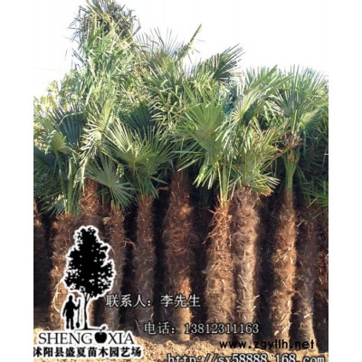 大量直销棕榈  绿化苗木 园林棕榈 大型苗木 大棕榈苗 棕榈类植物