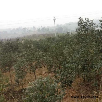 各种绿化苗木种植批发 详细价格面议