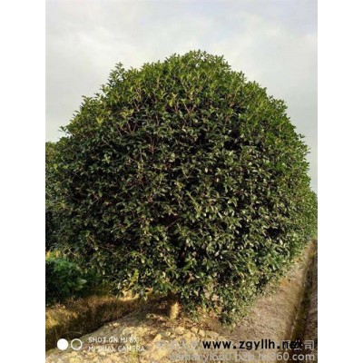 芜湖天艺(在线咨询)|芜湖苗木|绿化苗木