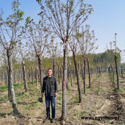 香花槐基地大量批发 江苏香花槐格价 工程绿化苗木