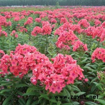 采购**宿根福禄考小苗/工程苗，认准江苏富春园林，苗圃基地大量现货供应出售，价格低品种优 成活率高，欢迎采购批发绿化苗木