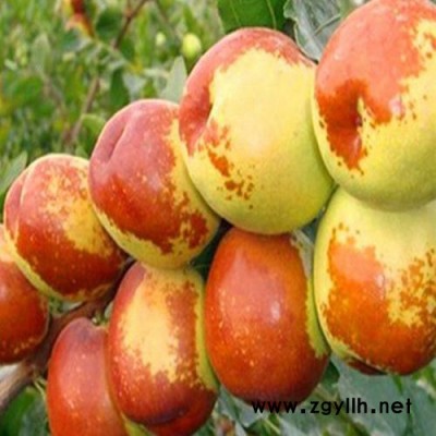 常年销售古枣树苗 老枣树 绿化苗木 造景古枣树现挖现发