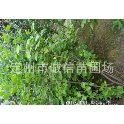 出售大棵丁香 紫丁香报价  各地绿化苗木 花灌木销售