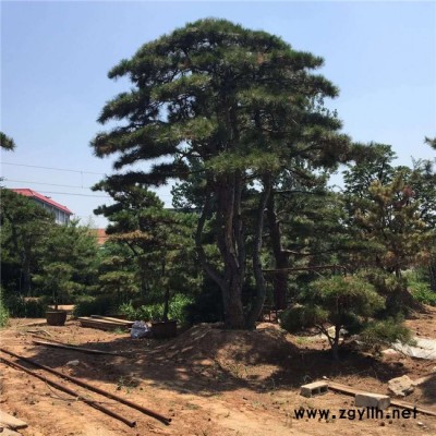 山东景观园林绿化苗木 山东造型松 造型松基地直销 造型油松价格优惠 量大从优