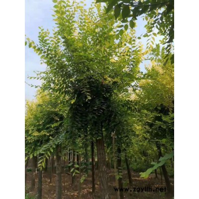 苗圃基地批发 5-20公分金叶榆 中华金叶榆  绿化苗木 价格合理规格齐全