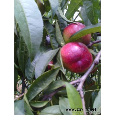 【绿化苗木桃树苗】毛桃苗 五月红水蜜桃 西尾巨黄桃品种齐