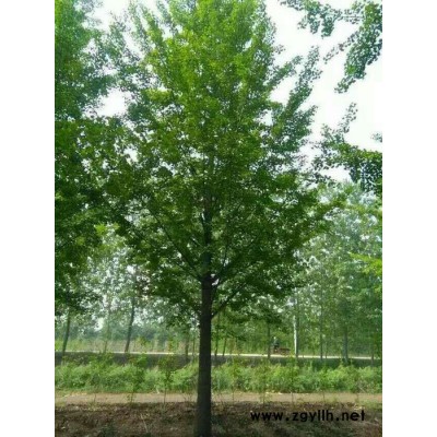 出售银杏树   山东 银杏树 23公分银杏树  品质保证 其他绿化苗木