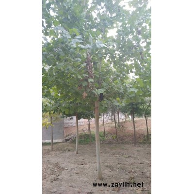 苗木基地批发 法国梧桐绿化苗木 行道工程法桐苗 规格齐全