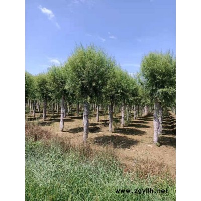 产地直销**绿化苗木馒头柳 小叶馒头柳 价格合理