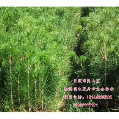 绿化苗木1-2.5米黑松  常年批发黑松  黑松绿化苗   黑松工程苗