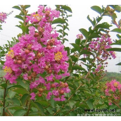 红花紫薇树苗 百日红树苗 红**紫薇树苗  工程绿化苗木