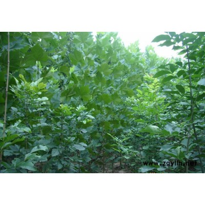 速生法桐 造型法桐  法桐小苗等绿化苗木