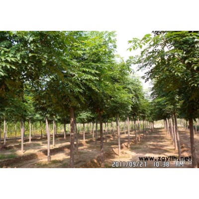 山东法桐  法桐小苗 白蜡小苗 国槐 南栾 等绿化苗木