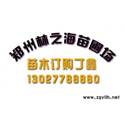河南林之海苗木:海棠 金叶复叶槭 蛋白桑 国槐 绿化苗木