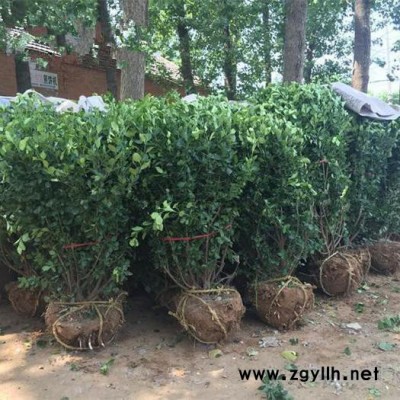 绿化苗木卫矛球，苗圃种植基地大量现货出售，价格低品种优货源足，江苏沭阳富春园林大量供应各种规格工程花木，欢迎前来采购批发