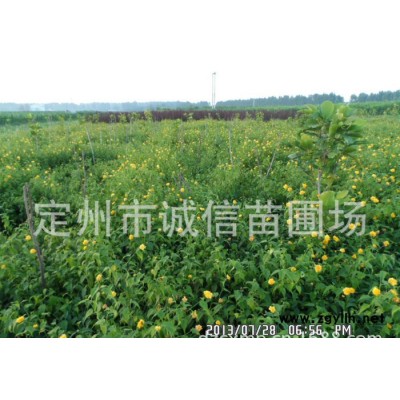 定州苗圃场出售棣棠 太平花 金银木 绿化苗木 各种花灌木系列