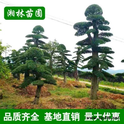 造型榆树园林工程绿化苗木 高品质榆树大苗批发