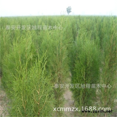基地直销侧柏 工程绿化苗木侧柏 看苗起苗 品质保证侧柏