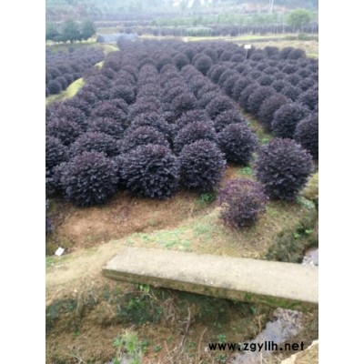 （绿化苗木）（湖南绿化小苗）——基地生产