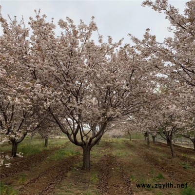 山东凤岐园林公司批发3公分染井吉野樱花树苗根系发达成活率高适合公园小区绿化樱花树苗价格 山东绿化苗木