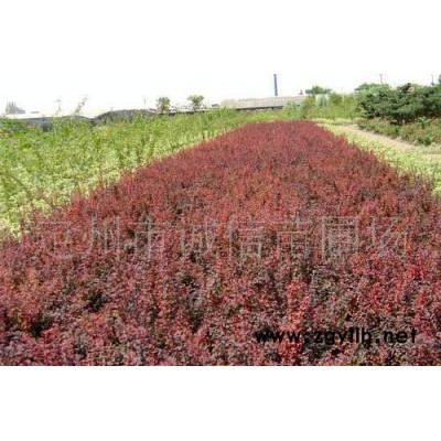诚信苗圃场大量供应绿化苗木  大量沙地柏 侧柏  胶东卫矛常绿苗木