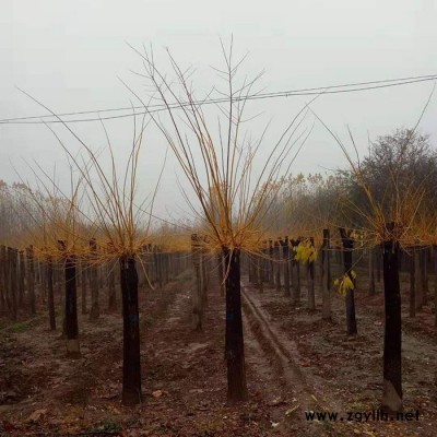 苗木种植基地  苗木金枝槐 黄槐 金枝槐 园林绿化苗木种植