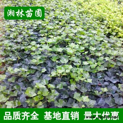 绿化苗木常春藤垂挂攀沿爬藤植物四季常青花卉长春藤苗爬山虎藤