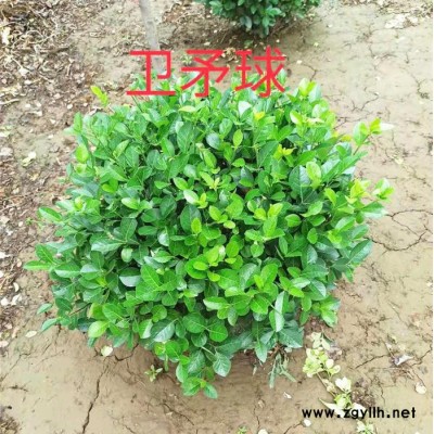 卫茅球 80*80 绿化苗木厂家 绿化苗木批发 园林绿化苗木批发 绿化苗木供应