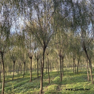 绿化苗木供应  绿化苗木供应 金丝垂柳 13公分垂柳价格 树形优美