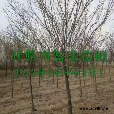 绿化苗木 ** 暴马丁香  垂枝丁香  丛生暴马丁香 开原苗圃