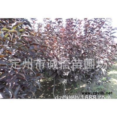 定州苗圃出售紫叶稠李绿化苗木乔木花灌木类 紫叶李 红叶碧桃 西府海棠