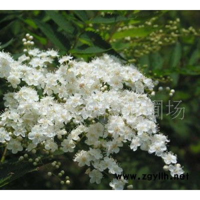 诚信苗圃场大量绿化苗木珍珠梅 连翘 金银木 太平花绿化苗木 ；宿根花卉苗木 。