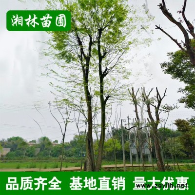 苗圃基地直供红枫树苗 园林绿化苗木 红枫树小苗大苗批发