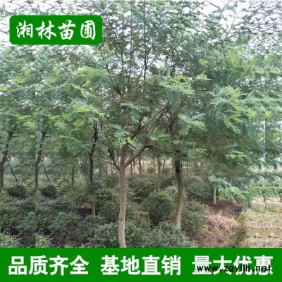 合欢树苗金合欢**合欢树10公分 各种工程绿化苗木 基地直销