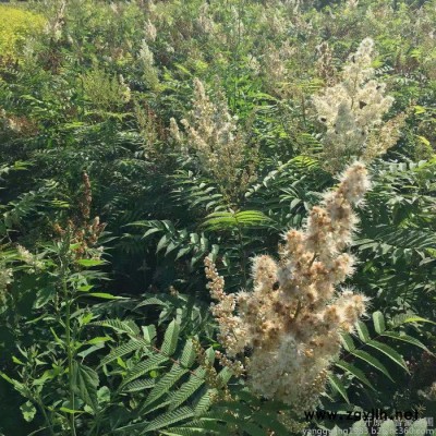 珍珠梅  绿化苗木 高60-150CM  规格齐全