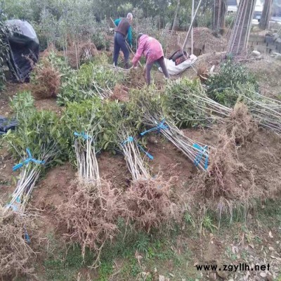 基地直销桂花树苗 红桂 庭院植物盆栽花卉绿化苗木丹桂3-4年苗