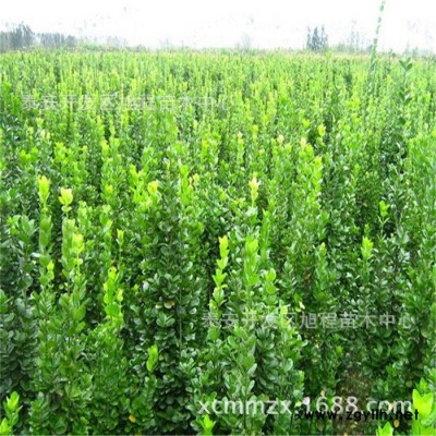 绿化苗木1米1.2米1.5米1.8米北海道黄杨价格 基地直销可