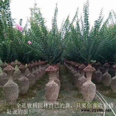 绿化苗木 紫薇花瓶树 苗木造型树 紫薇树价格 湖南绿化苗木