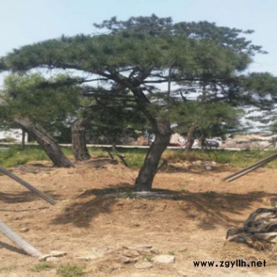 绎诺 苗圃供应绿化苗木 高成活 造型松 城市行道 松树造型价格量大优惠