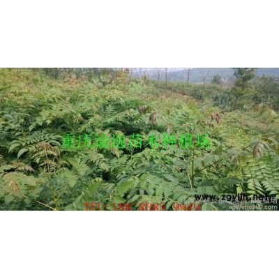 栾树苗 栾树小苗 量大优惠 工程绿化苗木 成活高 规格齐全