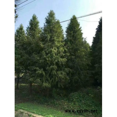工程绿化苗落羽杉规格齐全道路绿化小区绿化苗木落羽杉