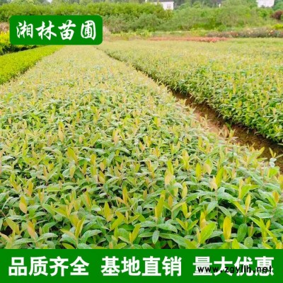 金丝桃 金丝桃小苗 苗圃基地价格批发各种绿化苗木 量大从优